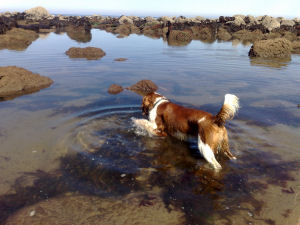 Benji rock pool.jpg - 28517 Bytes